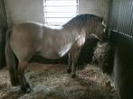 Verzorgster gezocht voor twee dagen in de week, Dieren en Toebehoren, Paarden