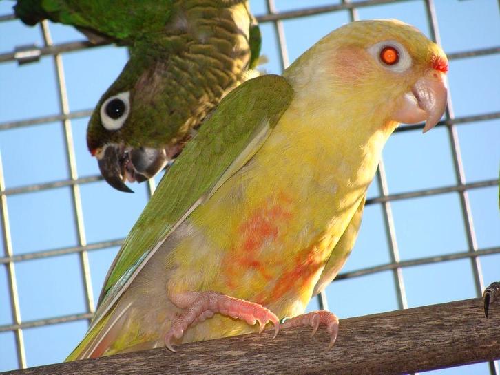 Gezocht Pyrrhura parkiet parkieten vogels, Dieren en Toebehoren, Vogels | Parkieten en Papegaaien, Parkiet, Geringd