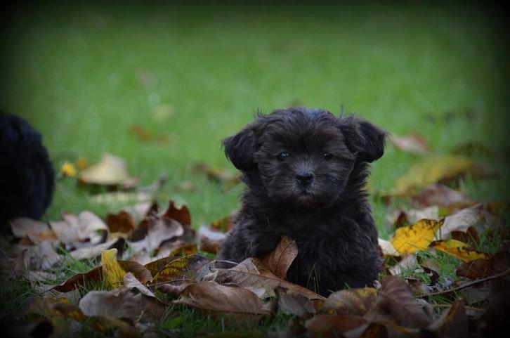 Boomer pups, Dieren en Toebehoren, Honden | Chihuahua's en Gezelschapshonden, Teef, Maltezer, Fokker | Professioneel, Meerdere