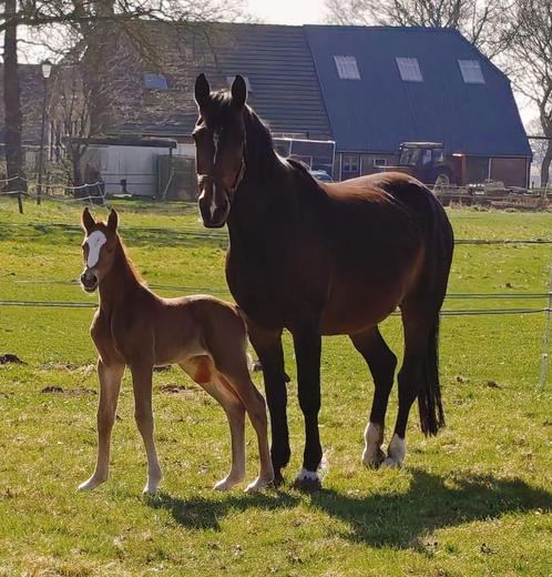 Pelino - Cremello - Vos Merries, Dieren en Toebehoren, Paarden, Meerdere dieren, Dressuurpaard, Met stamboom, Ontwormd