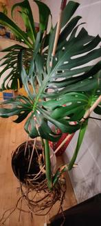 Monstera grote plant, Huis en Inrichting, Kamerplanten, Ophalen of Verzenden