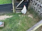 Wyandotte kippen en haan, Dieren en Toebehoren