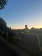 Verzorgpaard gezocht, Dieren en Toebehoren