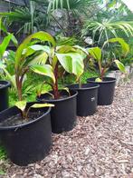 Ensete ventricosum Maurelli, Tuin en Terras, Ophalen of Verzenden