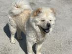 Chow Chow reu te koop - pups, Dieren en Toebehoren, 15 weken tot 1 jaar, Buitenland, CDV (hondenziekte), Eén hond