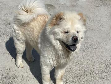 Chow Chow reu te koop - pups beschikbaar voor biedingen