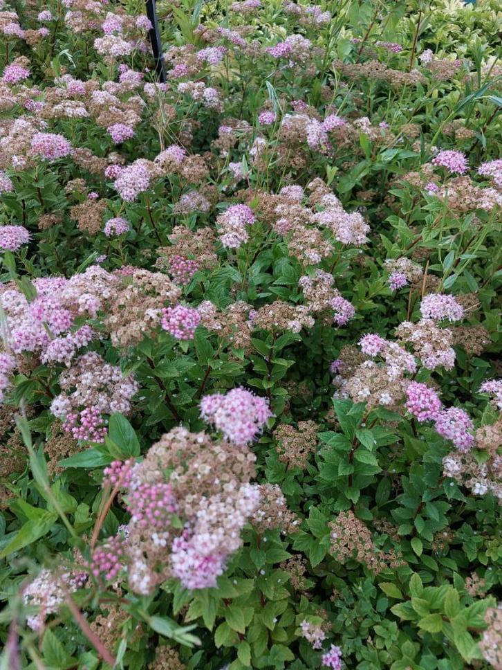 Spirea japonica: sierstruik met roze bloemen, Tuin en Terras, Planten | Tuinplanten, Vaste plant, Bodembedekkers, Volle zon, Zomer