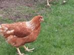 Jonge bruine legkippen, Dieren en Toebehoren, Pluimvee