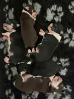 Prachtige Chihuahua puppy’s, België, Particulier, 8 tot 15 weken, Meerdere dieren