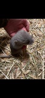 13/10 Heel tamme chinchilla curly/gendrager choco,zw,mozaïek, Dieren en Toebehoren, Knaagdieren, Chinchilla, Mannelijk, Tam, September