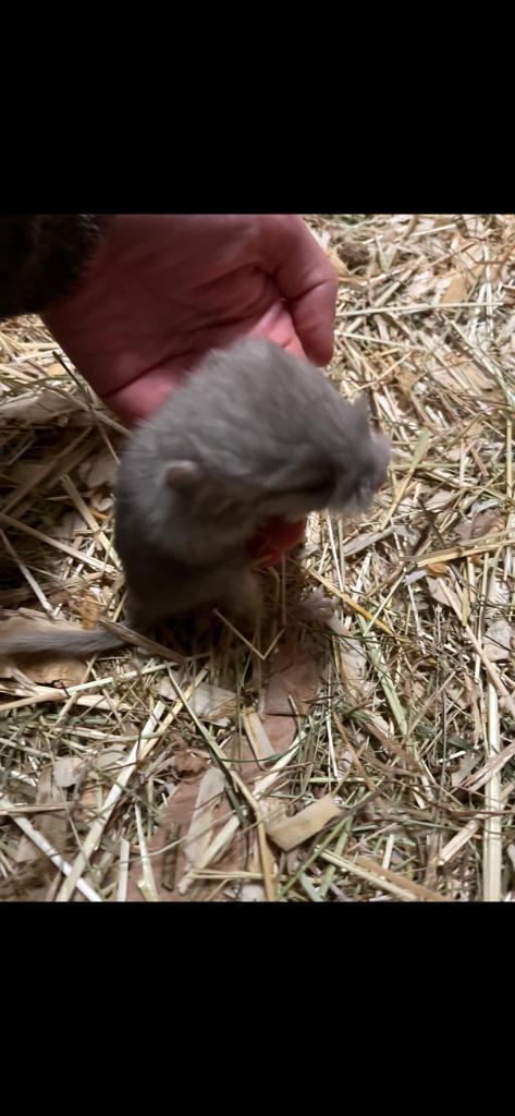 13/10 Heel tamme chinchilla curly/gendrager choco,zw,mozaïek, Dieren en Toebehoren, Knaagdieren, Mannelijk, Chinchilla, September