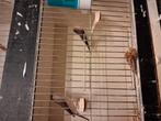 TRIO LOODBEKJES SPOTPRIJS, Meerdere dieren, Tropenvogel, Geringd