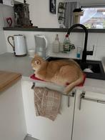 Britse korthaar poes, Dieren en Toebehoren, Katten en Kittens | Raskatten | Korthaar, Poes, Gechipt, 3 tot 5 jaar