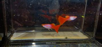 Albino Red Silverado Guppen Man beschikbaar voor biedingen