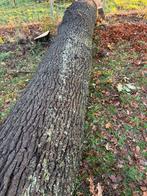 Eiken boomstam, Doe-het-zelf en Bouw, Hout en Planken, Ophalen, Eiken
