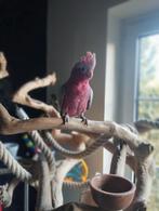 Rose kaketoe te koop