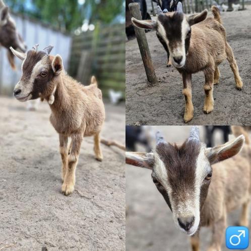 Jong rustig bokje, Animaux & Accessoires, Moutons, Chèvres & Cochons, Chèvre, Mâle, 0 à 2 ans