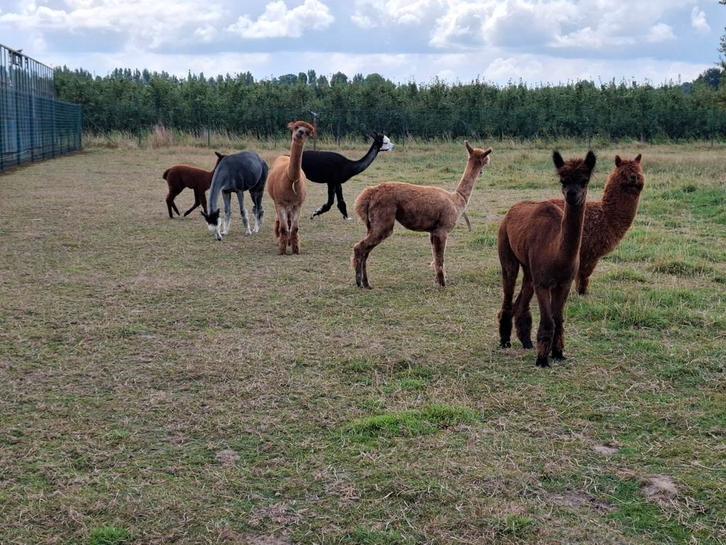 Alpaca alpaca's, verschillende kleuren, ruime keuze, Dieren en Toebehoren, Overige Dieren, Meerdere dieren, Februari