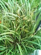 Iris, papyrus en zuurstofrijke cerato phylium vijverplant, Tuin en Terras, Planten | Tuinplanten, Ophalen, Eenjarig, Vijverplanten