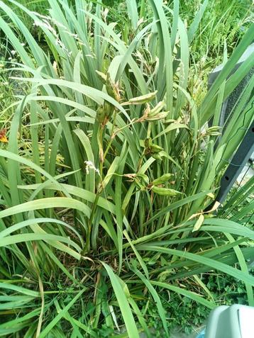 Iris, papyrus en zuurstofrijke cerato phylium vijverplant beschikbaar voor biedingen