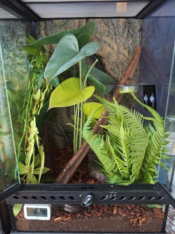 Terrarium volledig ingericht beschikbaar voor biedingen