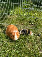Cavia zeugjes, Juli, Vrouwelijk, Cavia