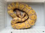 1.0 ball python - banana enchi leopard pos fire, Dieren en Toebehoren, Slang, Tam, 0 tot 2 jaar