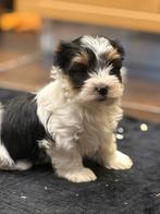 Biewer York pups, Yorkshire Terriër, België, CDV (hondenziekte), 8 tot 15 weken