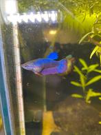 Betta vis vrouw, Dieren en Toebehoren