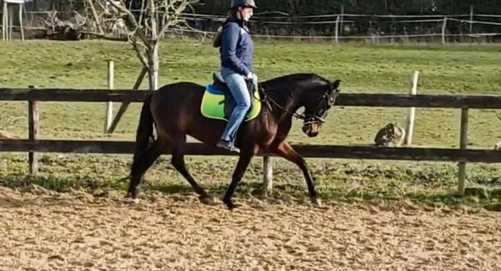 Spaanse ruin, Animaux & Accessoires, Chevaux, Hongre