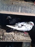 Vlees duiven, Animaux & Accessoires, Oiseaux | Pigeons
