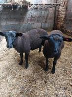 Laatste lammeren bokken en ooikes ook, Dieren en Toebehoren