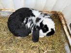Franse hangoor voedster ongeveer 2 jaar ingeënt, Dieren en Toebehoren, Konijnen, Vrouwelijk, Groot, Hangoor, 0 tot 2 jaar