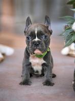 frans bulldog, CDV (hondenziekte), Meerdere, 8 tot 15 weken, Meerdere dieren