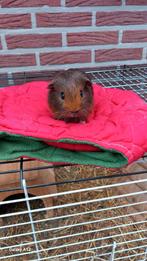 Cavia zeugje gladhaar goudagouti bont., Dieren en Toebehoren, Knaagdieren, Vrouwelijk, Cavia, Tam