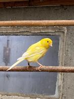 Kanarie Waterslagers, Dieren en Toebehoren, Vogels | Kanaries, Geslacht onbekend, Zangkanarie