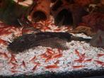 Ancistrus longfin, Dieren en Toebehoren, Vissen | Aquariumvissen