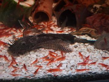 Ancistrus longfin + rode vuurgarnalen  beschikbaar voor biedingen