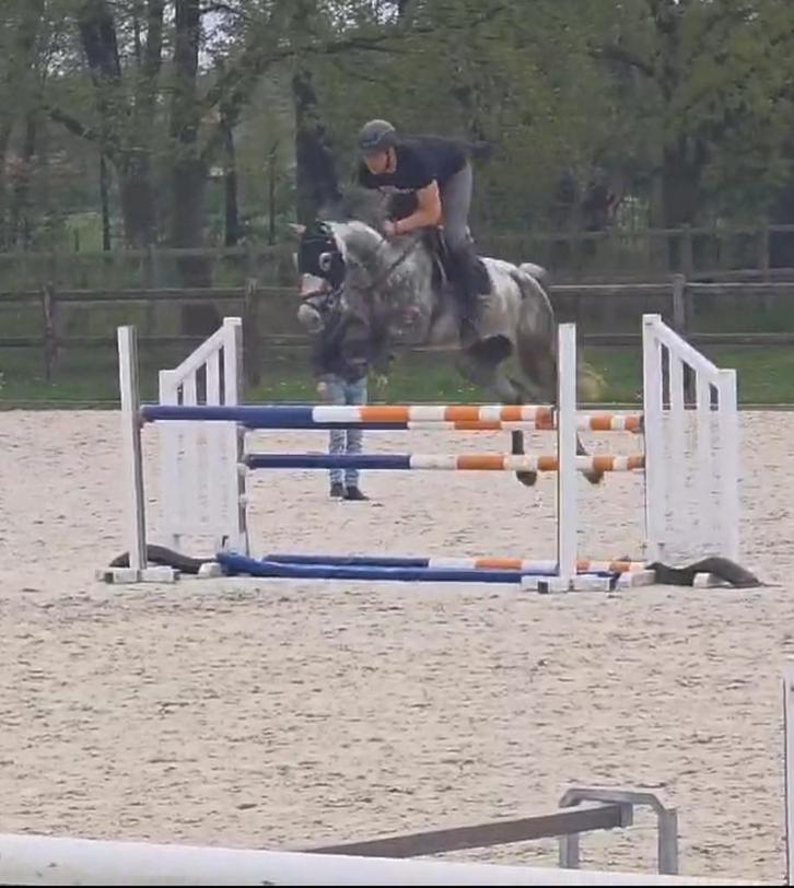 8jarige springmerrie met karakter!, Dieren en Toebehoren, Paarden, Merrie, 165 tot 170 cm, 7 tot 10 jaar, Springpaard, Met stamboom