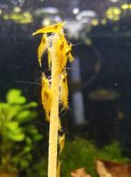 Hobbyaquarium Citroen  garnalen / mooi op kleur, Kreeft, Krab of Garnaal, Zoetwatervis, Schoolvis