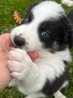 Border collie pups, Dieren en Toebehoren, Honden | Herdershonden en Veedrijvers, België, Particulier, 8 tot 15 weken, Collie
