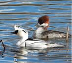 Nonnetjes gezocht, Plusieurs animaux, Canard