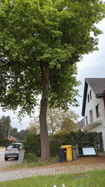 Grote Eikboom beschikbaar voor biedingen