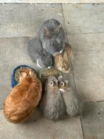 Konijntjes te koop, Dieren en Toebehoren, Konijnen, Meerdere dieren, Klein, 0 tot 2 jaar