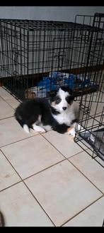 Tricolor Border Collie pups op boerderij, Dieren en Toebehoren, Honden | Herdershonden en Veedrijvers, België, CDV (hondenziekte)