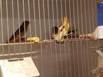 Kapoetsensijzen  en frater poppen, Meerdere dieren, Wildzangvogel