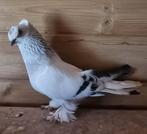 Takla duiven, Animaux & Accessoires, Oiseaux | Pigeons