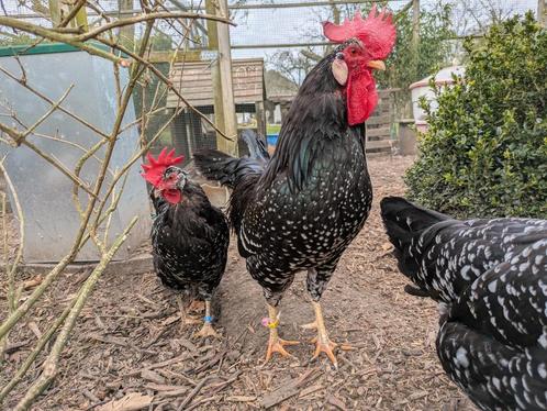 Broedeieren Ancona's zwart witgepareld, Dieren en Toebehoren, Pluimvee, Kip, Geslacht onbekend