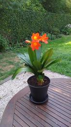 Clivia Miniata ️, echte kamerplant (3), in bloei, Huis en Inrichting, Ophalen, Overige soorten, In pot, Minder dan 100 cm