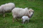 Ouessant ram lam, Animaux & Accessoires, Mouton, Mâle, 0 à 2 ans